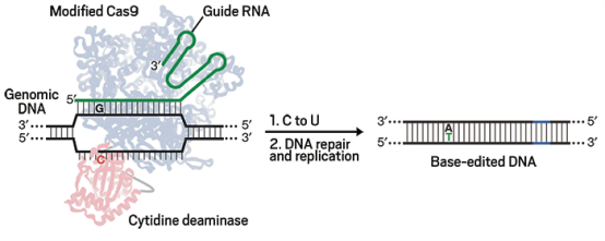 Scheme shows how base editing technique first converts C to U in targeted G:C base pair and how DNA repair or DNA replication then converts the resulting G:U mismatch to A:U or A:T.