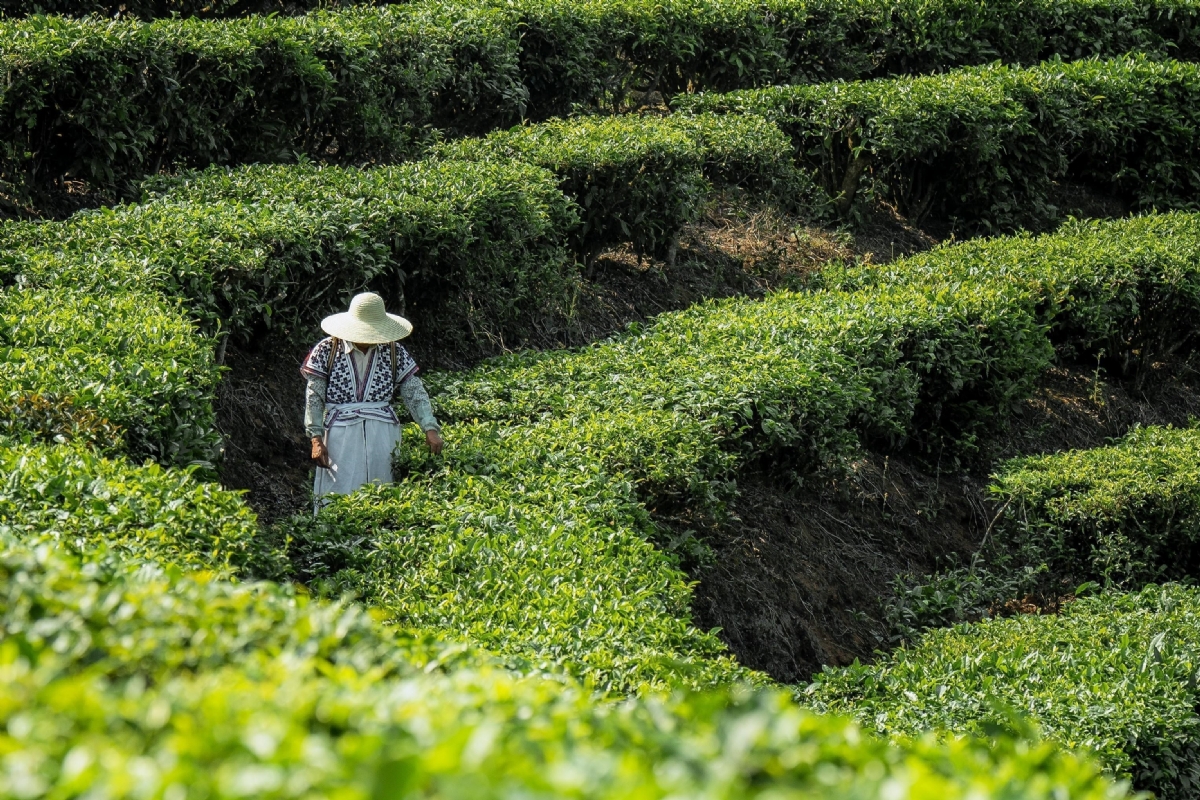 喜茶宣布公开产品配方原料信息，新茶饮行业进入配料表时代