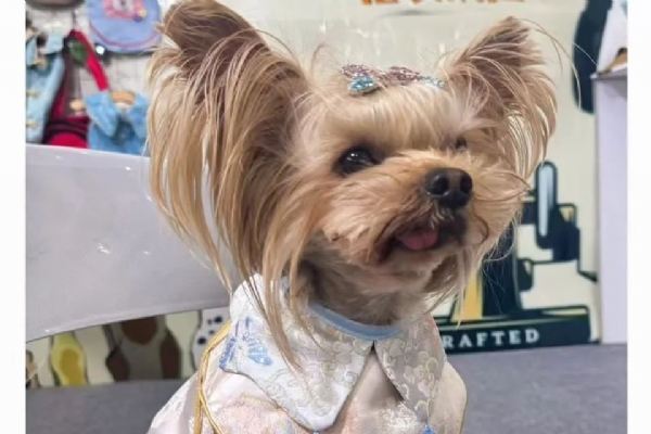 我給狗狗做「愛馬仕」，年入300萬