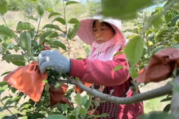 芍藥越天山，蜜桃上高原：拼多多重塑西部消費(fèi)版圖