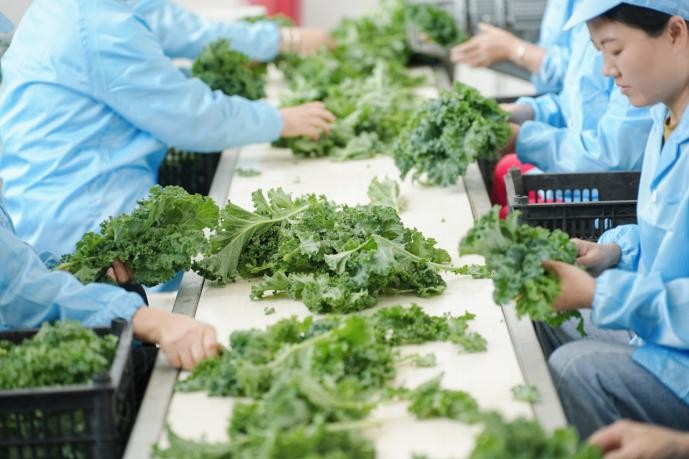 喜茶：羽衣甘蓝实现零农残种植