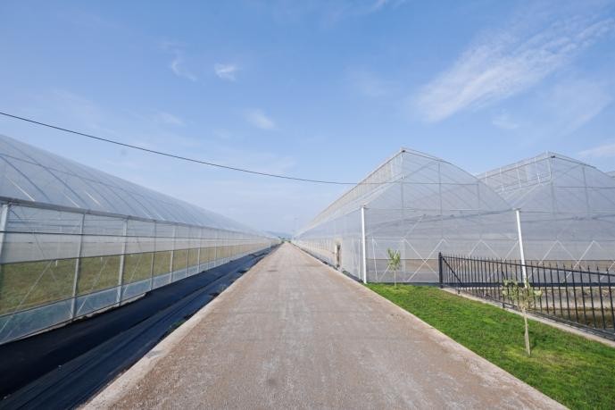 喜茶：羽衣甘蓝实现零农残种植