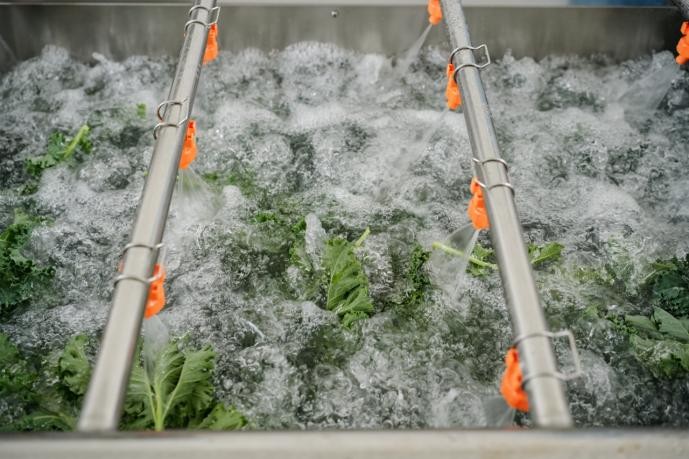 喜茶：羽衣甘蓝实现零农残种植