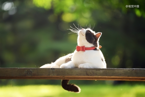 压力爆表的中年人，沉迷晒背