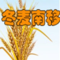 冬麦南移项目