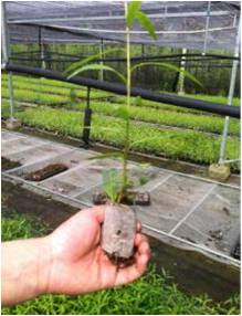 现代植物非试管快繁技术种苗工程建设项目