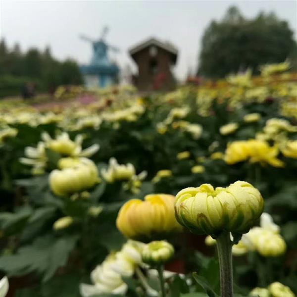 易迪