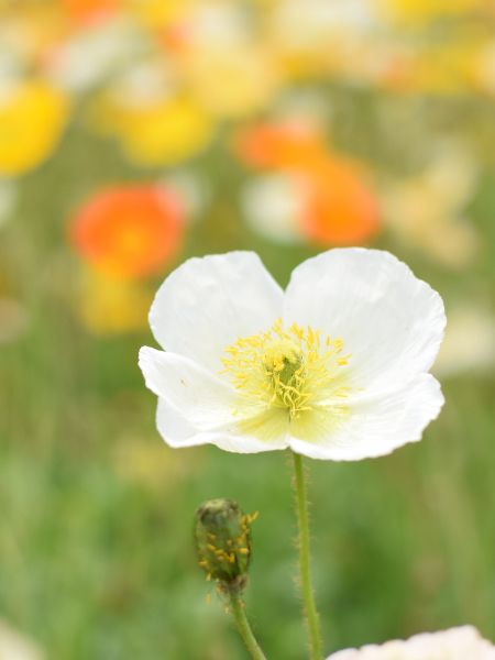 春节，正在被年轻人「私有化」